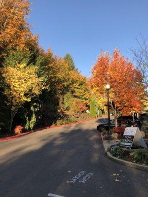 Sofi at Forest Heights is vibrant during autumn!