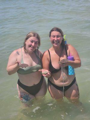 Sand dollars and conch on sand bar