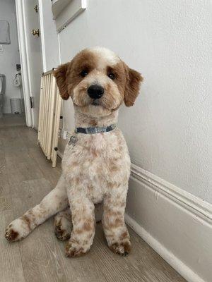 Freshly groomed puppy!