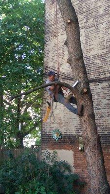 Jose the tree trimmer from Reliable Tree Service.