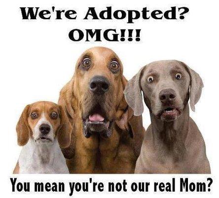 We love all pets, adopted, stray, feral, pure bred, and goofy.