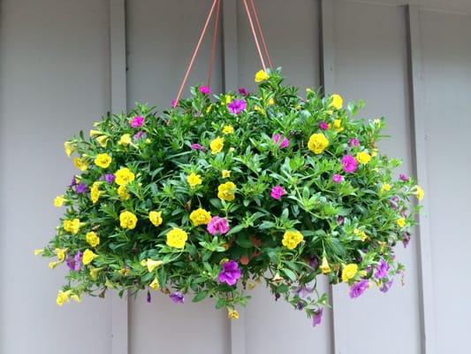 Look at this beauty, still going strong after several weeks.  Jennifer has THE BEST hanging baskets!