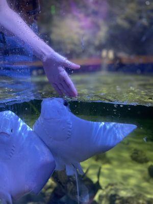 Feeding Rays