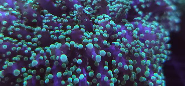 Australian Frogspawn Coral - We also aquaculture beautiful corals! Give us a call today