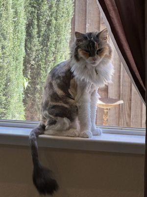 Calico with a fresh lion cut.