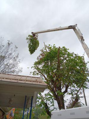 A-1 Tree Service