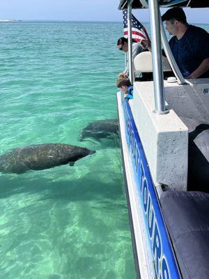 Manatee coming over to visit