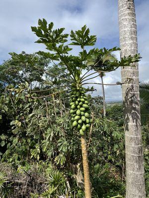 Fruit trees on the property!