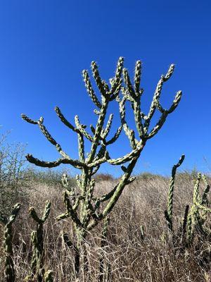 Crafton Hills Ridge Trail