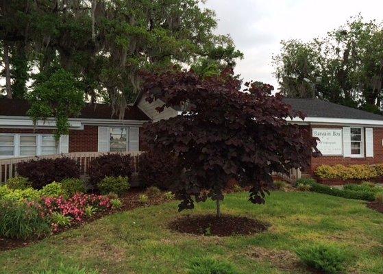 Bargain Box has many trees on its property. 2- 100 year oak trees and many newer ones. WE LOVE TREES!!