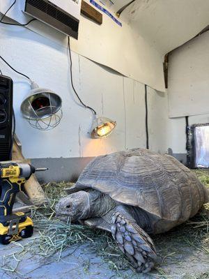 Tuff shed, tortoise