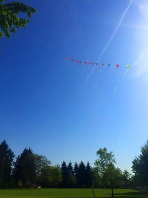 Kite flying in the park!