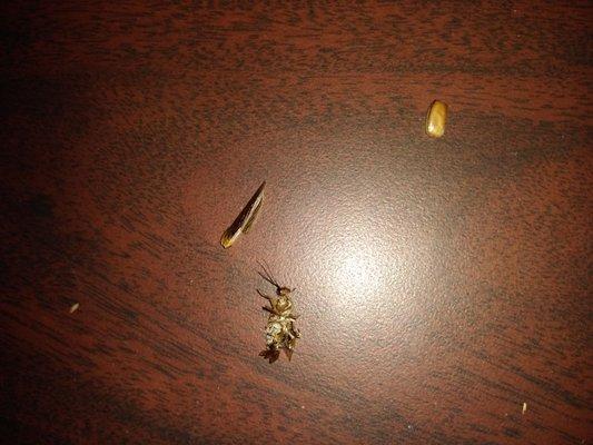 The roach I killed and an egg sack!