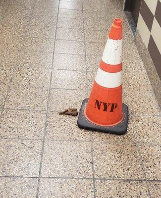 More dog poop!  Imagine having guests, this is what they are met with in the lobby, right in front of the elevator!