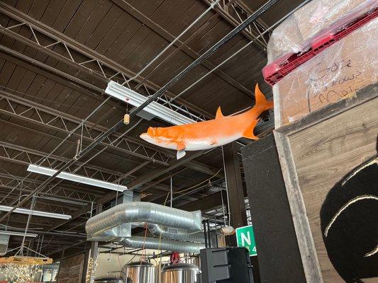 Pretty cool fish up in the ceiling