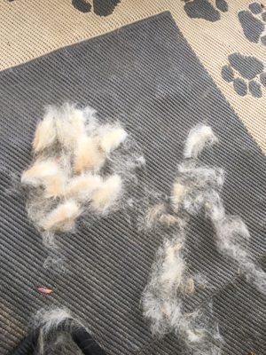 This would not be from a dog who was just groomed