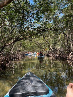 Mangrove tunnels