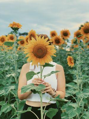 Sunflower Field: cut your own $2 for 1 $5 for 2