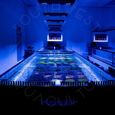 Coral Farm - We design, install, and maintain saltwater aquariums. We also aquaculture beautiful corals! Give us a call today!