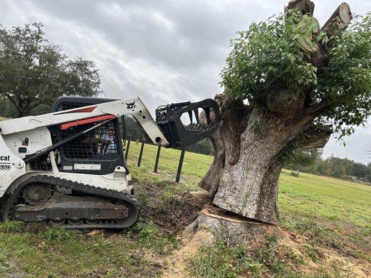 Tree & bobcat service.