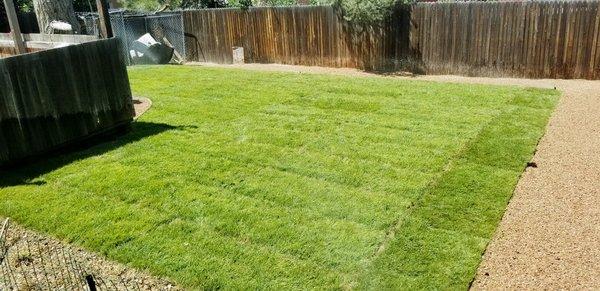 Sod installation