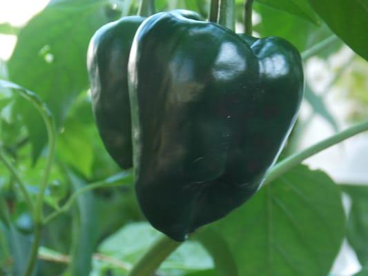 Heirloom Peppers Seeds