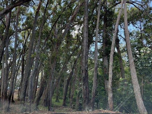 Aiea Loop Trail