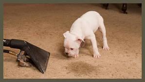 Pet Stain & Odor Removal