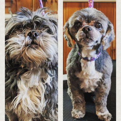 Buffy the Shih Tzu before and after