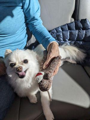 Coco after her latest grooming - she loves her new monkey toy, courtesy of Man's Best Friend