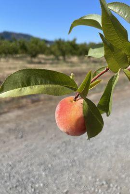 Brosi Sugar Tree Farms