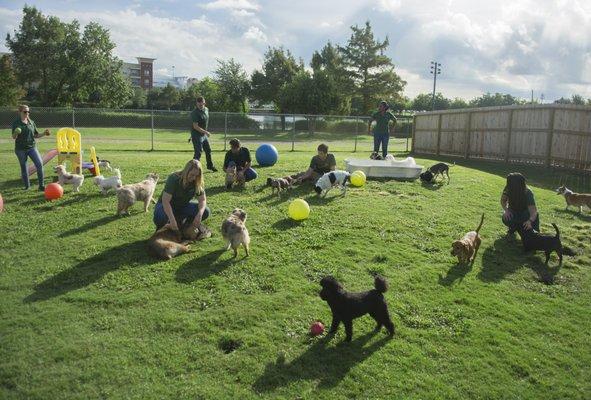 Rover Oaks has a separate field just for the small doggie daycare group; and a large separate indoor space for the small pups as well!