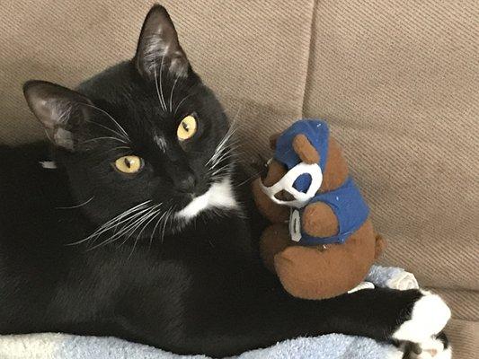 My "attack cat" in familiar surroundings with her bear.