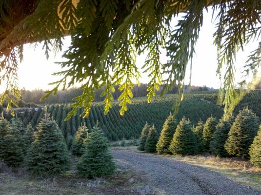 Our Family warmly invites you to join us this Christmas Season! You will find a full service choose and cut with acres and acres of trees!