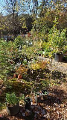 Fall at the Nursery