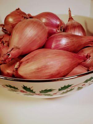 18 Shallots