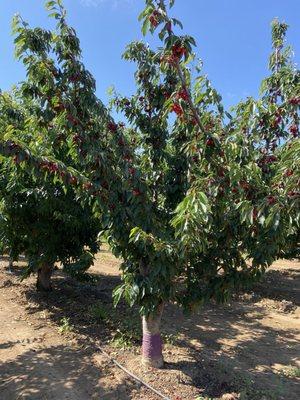 Cherry tree