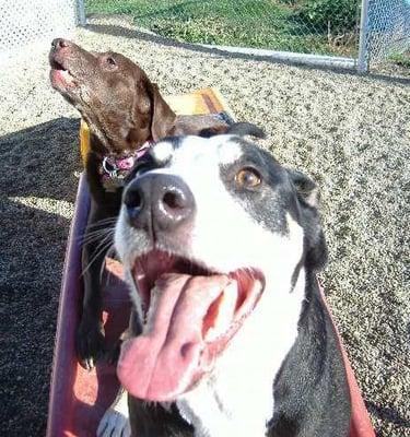 Man and Kahlua goofing off on playground equip