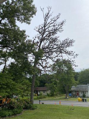 Dead oak tree