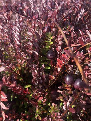 Cranberries on the vine.