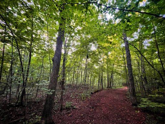 Walking path in the woods