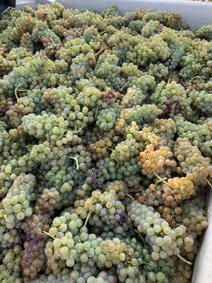 Roussanne grapes just arrived from Zaca Mesa Vineyard.