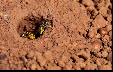 PERIMETER PEST CONTROL WE OFFER TARGETED TREATMENTS TO NESTING AND BREEDING SITES, AS WELL AS, CONTINUED LONG-TERM PREVENTATIVE CONTROL