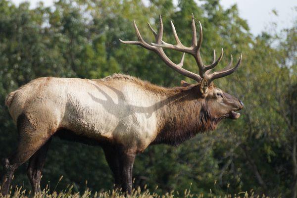 Ernest the Bull Elk