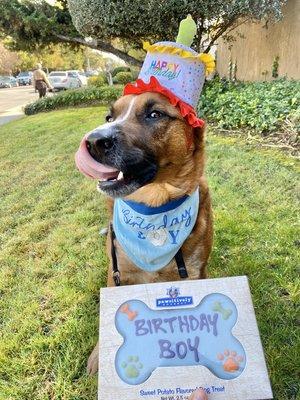 Special Birthday celebration and treats for our fur pups!