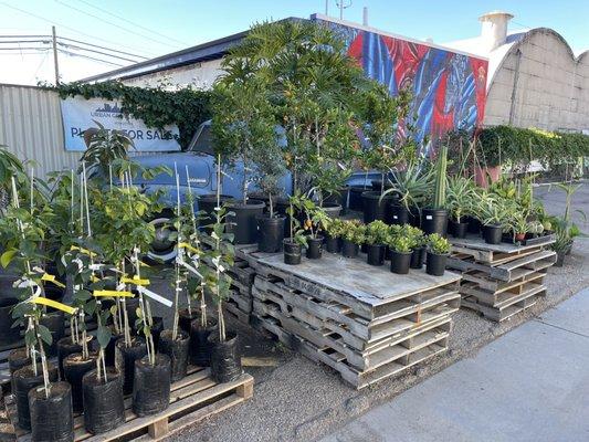 Plants for sale/parking area