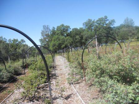 U- Pick Blueberries Galore,