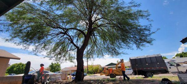 Freshly pruned mesquite tree