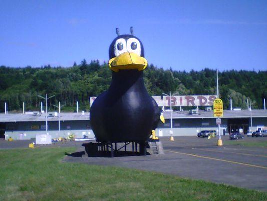 The big bird in the parking lot.