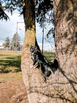 Bronx loves to climb this tree. I've decided he's more like a cat than a dog.